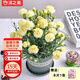 沭之美康乃馨盆栽室內觀(guān)花植物桌面綠植 康乃馨黃色+0.5加侖盆 源頭直發(fā)