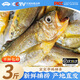 昌鮮園野生小黃魚(yú)新鮮冷凍舟山海捕黃花魚(yú)海魚(yú)商用梅童魚(yú)燒烤食材夜宵 7-8條/斤【3斤裝野生】