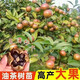 正宗油茶樹(shù)苗長(cháng)林系油茶籽高產(chǎn)軟枝白花山茶子薄皮大果南北方種植 油茶 20棵（30-50）