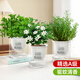 愛(ài)優(yōu)尚大盆薄荷九里香迷迭香盆栽可食用室內驅蚊綠植香草貓薄荷源頭直發(fā)