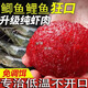 絕密小懶蟲(chóng)免開(kāi)餌鮮蝦餌生鮮蝦滑蝦拉餌料秋冬季魚(yú)餌鯽魚(yú)鯉魚(yú) 5袋裝【釣光整條河】