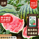 北蔬 8424西瓜種子種苗麒麟甜脆水果種籽 8424西瓜種子約30粒