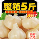 糖蒜頭5斤整箱糖醋蒜泡菜山東大蒜新鮮腌制甜蒜腌大蒜 [一斤嘗鮮]精品糖醋蒜500gX1袋