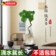 京厽高品質(zhì)水培圓葉福祿桐錢(qián)多多盆栽花卉植物客廳室內桌不不支持退貨 造型錢(qián)多多福祿桐+水滴錘紋白瓶+吊牌