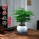 京云夢(mèng)文竹盆栽植物室內辦公室四季常青吸甲醛盆景+白色冰裂源頭直發(fā)