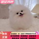 純種博美幼犬寵物狗狗長(cháng)不大俊介小型犬活體博美可愛(ài)家庭寵物狗 血統級 公