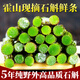 霍山王妹【順豐發(fā)貨】現(xiàn)摘正宗安徽霍山產(chǎn)鐵皮石斛鮮條禮盒新鮮5年鮮石斛 500g現(xiàn)摘精選五年野外環(huán)境生長(zhǎng)石斛