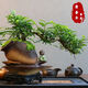 貴秘書意境-懸崖清香木盆景新中式室內(nèi)好養(yǎng)桌面擺件綠植花卉盆栽鮮活 祥云聚財罐+懸崖飄枝清香木+小和尚+苔蘚+底