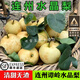桃西村【順豐直達】正宗連州潭嶺水晶梨農(nóng)家現(xiàn)摘孕婦水晶梨當季時令水果 10斤  大果4.5-6兩 含箱重量 順豐陸運