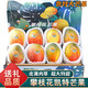 南步四川攀枝花凱特芒果 當季現摘青皮芒特大澳芒果新鮮水果整箱送禮 5斤 精品大果【單果8兩+】