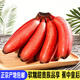 禾人紅香蕉 紅皮香蕉 紅美人香蕉 美人蕉 精品果2斤裝【試吃裝】