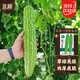 北蔬 苦瓜種子種苗早熟疙瘩綠苦瓜盆栽蔬菜種籽 良苦一號(hào)苦瓜種子30粒