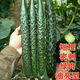 抗熱王黃瓜夏播高產(chǎn)刺黃瓜籽口感好耐熱農(nóng)家四季蔬菜 抗熱王黃瓜種子 彩色原裝一袋：25克（約250粒）