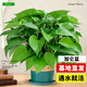 開時(shí)果 精品特大盆綠蘿室內(nèi)盆栽 大葉綠蘿新房除醛神器客廳家用四季好養(yǎng) 【約30-45cm】精品A級(jí)綠蘿+磚紅加侖盆