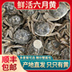 【活蟹】鮮活螃蟹凈重足重淡水大閘蟹六月黃小河蟹生鮮水產(chǎn)現(xiàn)貨 五元蟹[0.9-1.2兩]10只+多送2只