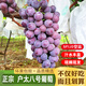 冉沃優(yōu)選【次日達(dá)】正宗陜西特產(chǎn)戶太八號葡萄新鮮水果現(xiàn)摘速發(fā)冷鏈運輸 【順豐空運】精選裝  凈4.5-5斤 【次日達(dá) 冷鏈運輸】