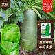 北蔬 蘿卜種子苗水果青蘿卜甜脆生吃夏秋季種菜種籽 沙窩蘿卜種子20g