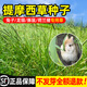 提摩西草種籽兔草種子孑貓尾草梯豚鼠荷蘭豬優(yōu)質(zhì)草多年生牧草種子 正品提摩西種子100克裝