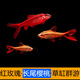 甄夢(mèng)漁野長(cháng)尾櫻桃紅玫瑰魚(yú)草缸群游活體燈科魚(yú)超紅櫻桃燈小型熱帶淡水魚(yú) 長(cháng)尾櫻桃燈33條(30+3備) 2.5厘米 2.5-3