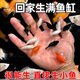 寵以沫瑪麗球魚胎生魚活體冷淡水小魚易繁殖魚好養(yǎng)熱帶觀賞魚新手魚 2-3cm三色皮球6條+2條備損