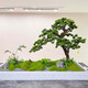 格度迎客松仿真樹造景假樹室內(nèi)綠植景觀大型羅漢松擺件樓梯下櫥窗裝飾 定制設(shè)計定金