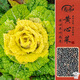 壽禾黃心烏種子苗冬春奶油黃心烏塌菜蔬菜籽 雪玲瓏黃心菜種子25g*3包