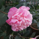 曼杉園山茶花名貴品種山茶花苗帶花苞庭院花卉白色彩色綠色紅色多品種 30cm香妃茶花 不含盆
