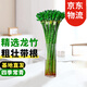 聽(tīng)雪樓竹塔富貴竹盆栽綠植節(jié)節(jié)高新居發(fā)財(cái)客廳盆景 龍竹40cm10根(不含瓶)