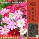 壽禾 格桑花種子精品波斯菊矮桿四季花卉籽 矮韻格?；ǚN子(矮稈)半斤