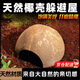 MDUG烏龜躲避屋寄居蟹天然椰子殼倉鼠躲避屋爬寵躲避守宮造景寬敞透氣 大號躲避屋 夏季清涼款