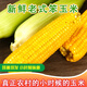 魯韻憶鄉(xiāng)【SF速運】山東新鮮老式笨玉米苞米棒非甜糯現(xiàn)采摘帶皮生農(nóng)家玉米 新鮮玉米5斤