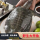 甲魚(yú)新鮮冷凍生鮮食用野外王八老鱉去皮凈膛免處理大甲魚(yú)外湖野養 殺后去皮凈膛重量1.2-1.4斤(1只)