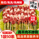 雨軒雨軒正宗黃河灘散養(yǎng)鮮嫩羔羊羊肉串油炸純羊肉半成品夜市燒烤便宜 【嘗鮮50串】散養(yǎng)高品質(zhì)鮮羊肉 黃河灘散養(yǎng)6月羔羊-肉質(zhì)奶香鮮嫩