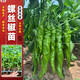 芭芽各種辣椒苗秧苗四季小米五彩七彩椒種籽春季蔬菜苗盆栽陽(yáng)臺種菜 螺絲椒苗【優(yōu)質(zhì)品種】 精品大苗6棵送肥