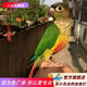 萬(wàn)寵匯 鳥(niǎo)活體虎皮鸚鵡籠養(yǎng)牡丹玄風(fēng)活鳥(niǎo)學(xué)說(shuō)話(huà)手養(yǎng)小太陽(yáng)鸚鵡和尚鸚鵡 小太陽(yáng)鸚鵡1只（顏色公母?jìng)渥ⅲ? title=