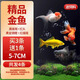 瘋狂水草（FKSC）金魚(yú)活魚(yú)苗觀(guān)賞魚(yú)魚(yú)缸小金魚(yú)淡水好養耐活冷水蘭壽錦鯉小型草金魚(yú) 【好養耐活】5-7CM金魚(yú)合集A