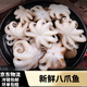 新鮮鮮活冷凍短腿章魚足小八爪魚迷你新鮮小章魚 500g /袋 500克(凈重)  鮮凍小八爪【1斤】