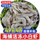 一蝦一世界海捕小白蝦羊毛蝦 新鮮速凍單只分離白銀蝦超大號(hào)白蝦 產(chǎn)地直發(fā) 8cm小白蝦 4斤(凈重)  固形物80%