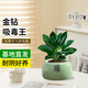 京云夢(mèng)【買三送一】金鉆盆栽綠公主花卉吸甲醛易養(yǎng)活綠植綠福源頭直發(fā)