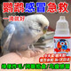 一滴活鸚鵡藥鸚鵡炸毛打噴嚏鳥專用感冒腸炎拉稀特效流眼淚水便綠 10ml*1瓶【鸚鵡重病急救】