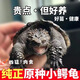 富龜龜寶北美鱷龜活體鱷烏龜苗活物 非純佛佛鱷 北美小龜鄂龜惡龜 雜佛鱷龜（4-5厘米） 1只單身龜+龜糧
