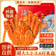 帝王蟹鮮活熟凍帝皇蟹大螃蟹冷凍皇帝蟹腿肉禮盒送禮水產(chǎn)海鮮禮包 【2.4-2.8斤】新捕直供精品