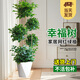 幸福樹(shù)客廳大型多層盆栽綠植室內包成活平安發(fā)財樹(shù)盆景吸甲醛好養 雙層幸福樹(shù)1.4-1.6m-白色梯形樹(shù)脂盆