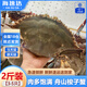 海速達(dá) 舟山梭子蟹整只 1kg (3-5只) 新鮮活冷凍大號(hào)野生大螃蟹海蟹飛蟹白蟹海鮮水產(chǎn)