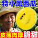 新鮮特小鳳西瓜黃瓤西瓜脆甜多汁家庭現(xiàn)摘常配黃肉西瓜整箱包郵 【1.5-2斤】1-2個(gè)裝，皮薄多汁