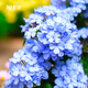 虹越（HONGYUE） 藍(lán)雪花盆栽花園陽臺垂吊裝飾花卉多年生易養(yǎng)耐熱觀賞期長 【2盆裝】藍(lán)雪花 160#