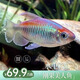 公魚剛果美人魚 5-7CM淡水小型寵物觀賞魚彩虹群游小魚好養(yǎng)耐活 【公魚】剛果美人5-7CM(5條裝)