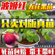 芥圃波姬紅無(wú)花果樹苗大苗當(dāng)年官方旗艦四季結(jié)果帶土帶葉果大果苗果樹 無(wú)花果（帶土帶葉發(fā)貨） 1年苗高度：10-30cm