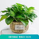 行湘綠蘿盆栽植物花卉凈化空氣綠植盆栽 180#綠蘿+藤藝圓盆 源頭直發(fā)