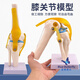 藍蝶教學仿真人體膝關節(jié)功能模型附韌帶骨骼醫(yī)學功能展示 半月板交叉韌帶活動膝蓋 骨髕骨肩頸骨架骨科 人體膝關節(jié)
